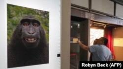 Селфи, снятое обезьяной при помощи камеры фотографа Дэвида Слейтера, прославилось на весь мир