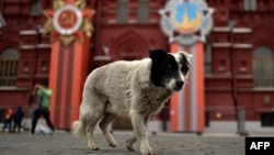 Бездомная собака на Красной площади в Москве